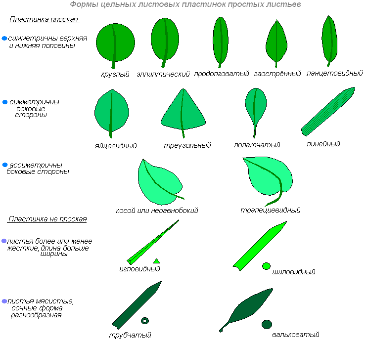 Биология в схемах и таблицах (от растительной клетки до строения и разнообразия листьев)