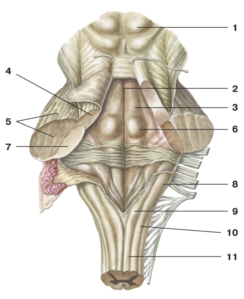 Поверхности заднего мозга. 4 Желудочек ромбовидная ямка. Продолговатый мозг анатомия дорсальная поверхность. Ромбовидная ямка продолговатого мозга. Продолговатый мозг вентральная поверхность дорсальная поверхность.