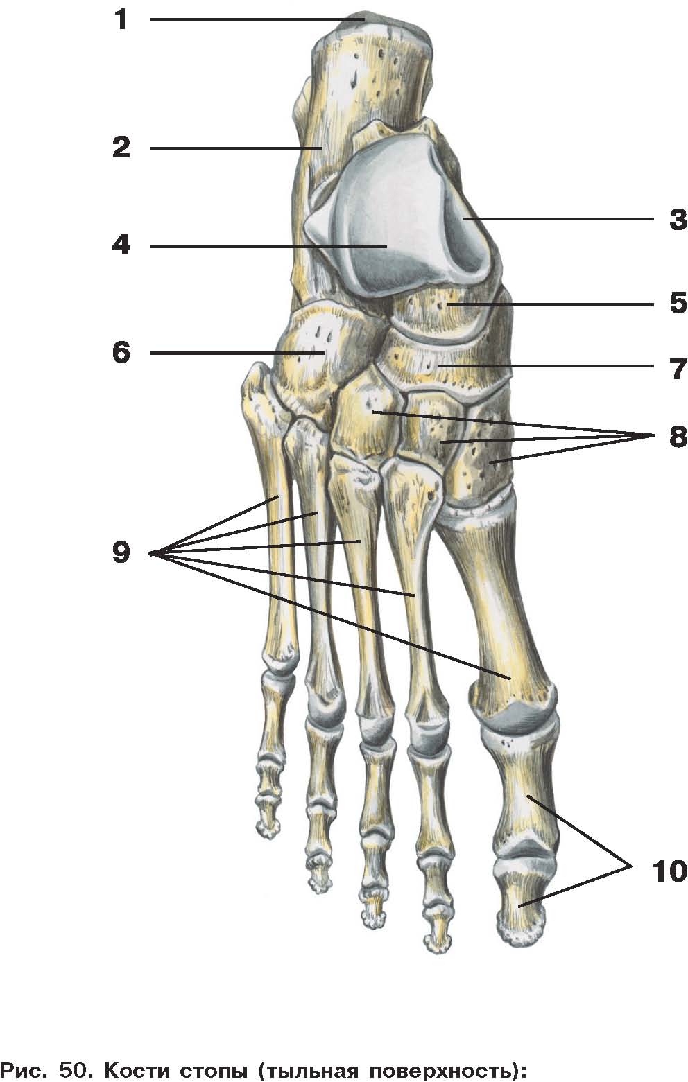 Стопа анатомия строение кости