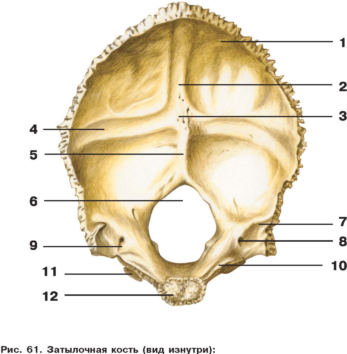 Основание затылка. Затылочная кость черепа анатомия строение. Анатомия затылочной кости черепа. Кости черепа затылочная кость. Наружный гребень затылочной кости.