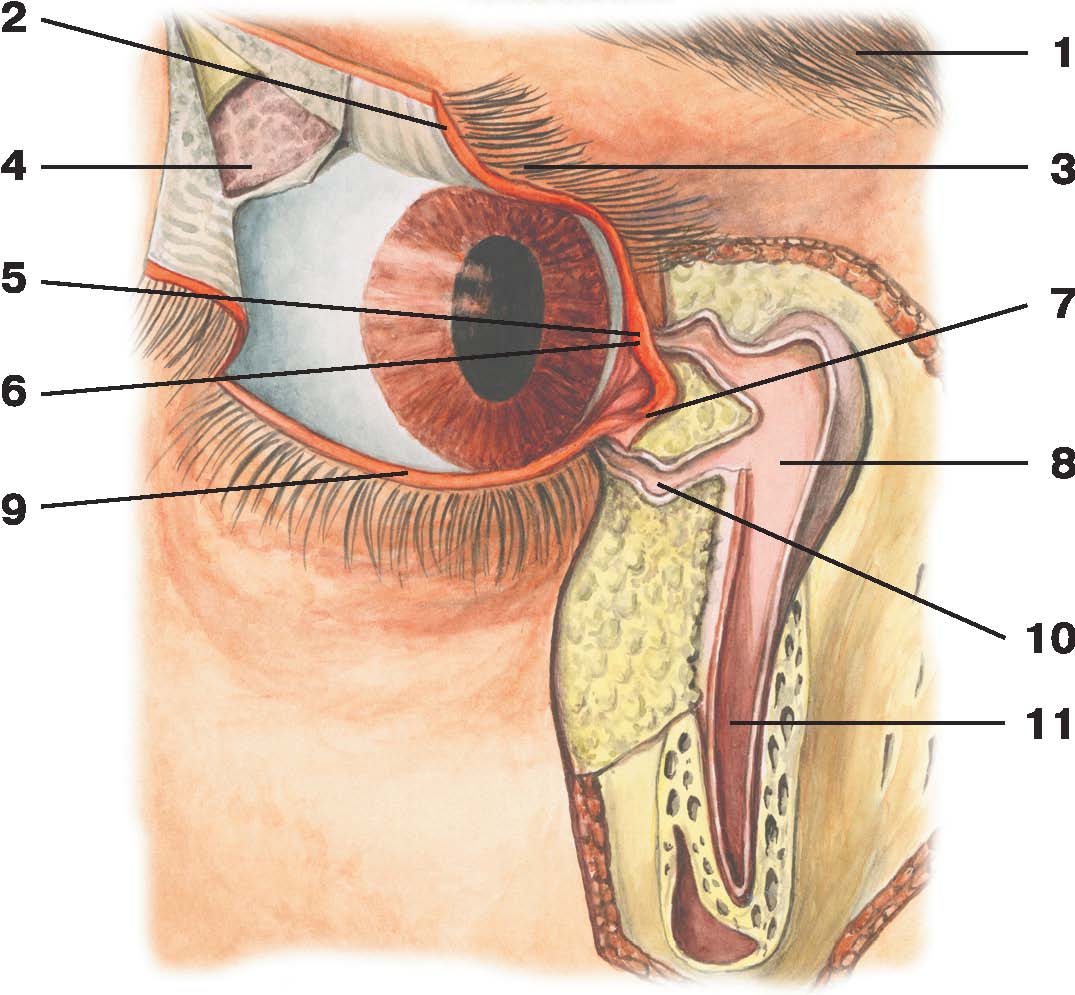 Нижний мешок глаза. Анатомия глаза слезный мешок. Анатомия лица слезная железа. Слезный мешочек анатомия.
