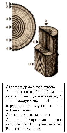 Урок древесина (5 класс)