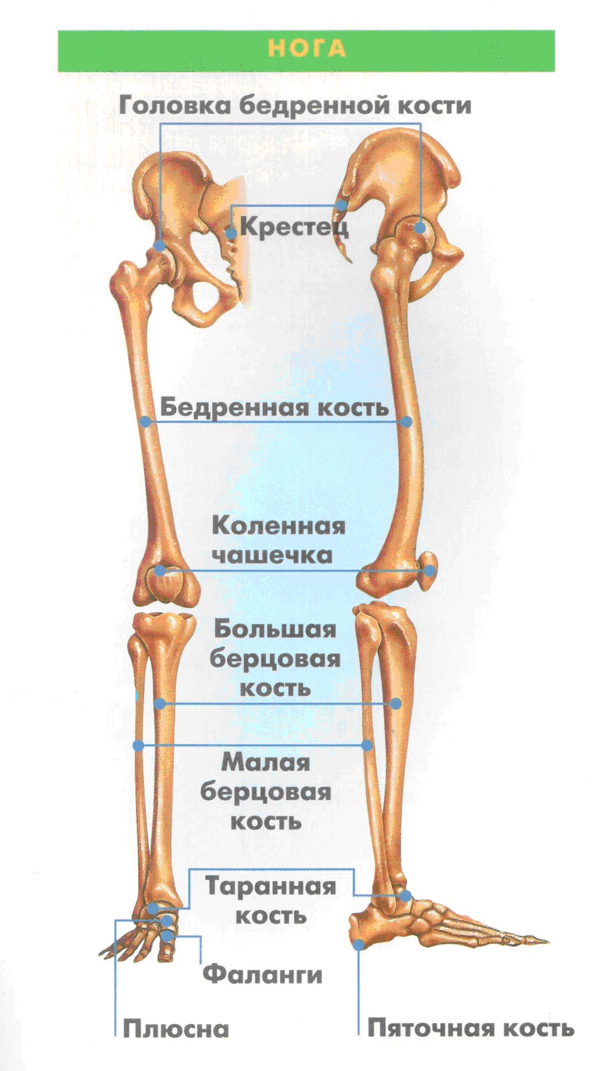 Строение скелета нижних конечностей