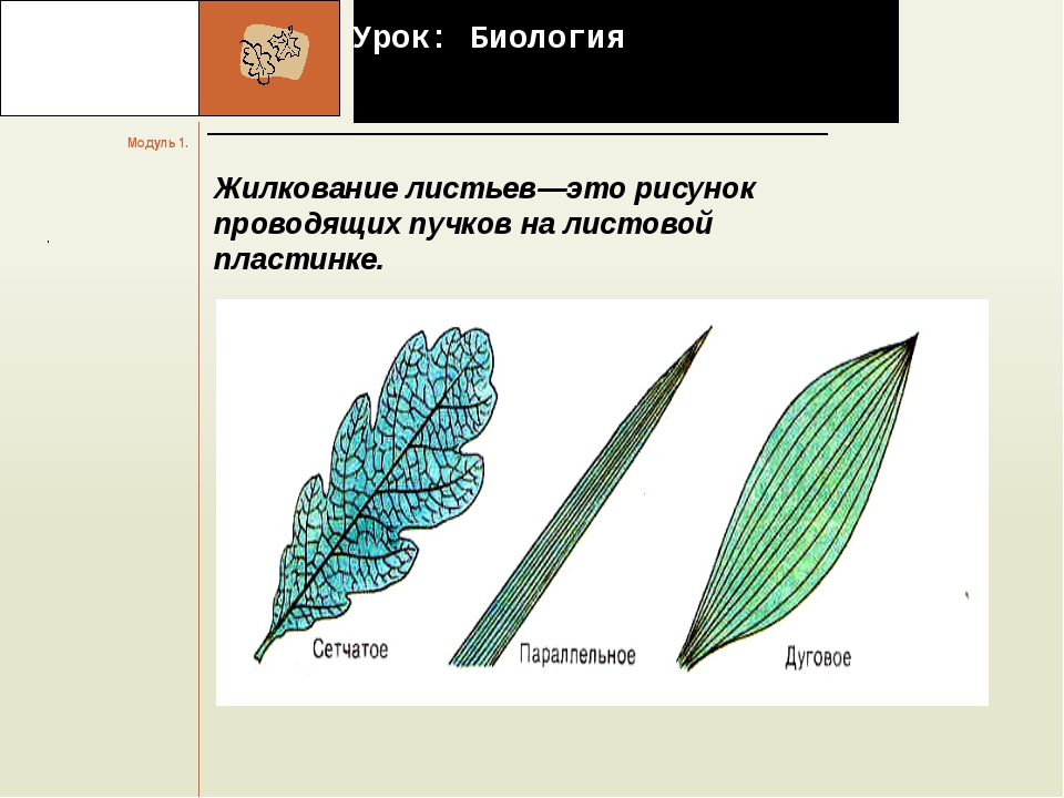 Типы жилкования. Типы жилкования листьев биология 5 класс. Жилкование листьев 6 класс. Типы жилкования 6 класс. Жилкование листьев 6 класс биология.