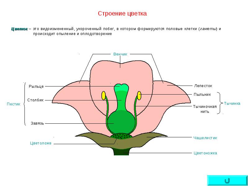 Рисуночные тесты по биологии 6 класс