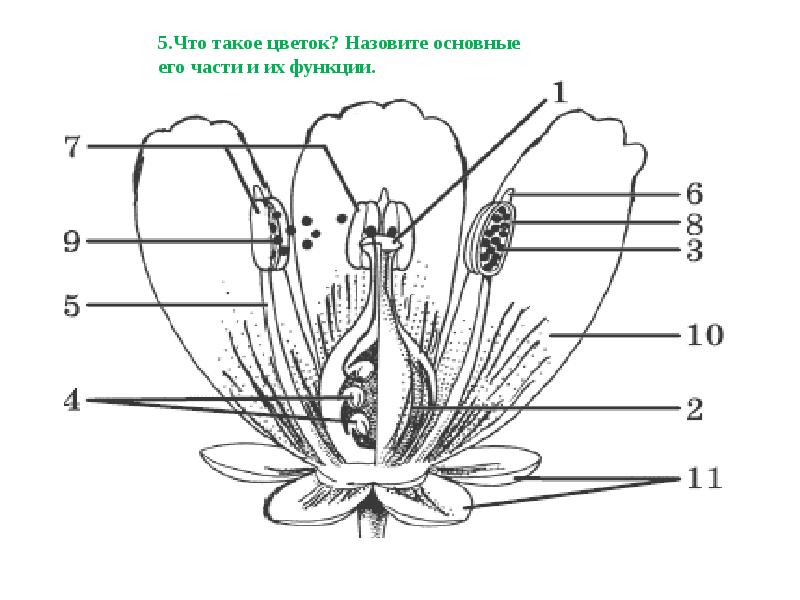 Рисуночные тесты по биологии 6 класс