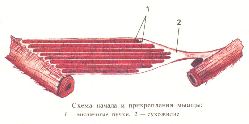 Урок по биологии 8 класс Мышцы, их строение и функции.