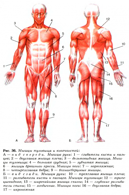 Урок по биологии 8 класс Мышцы, их строение и функции.