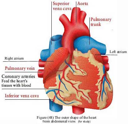 Разработка урока по биологии Работа и строение сердца (8 класс)