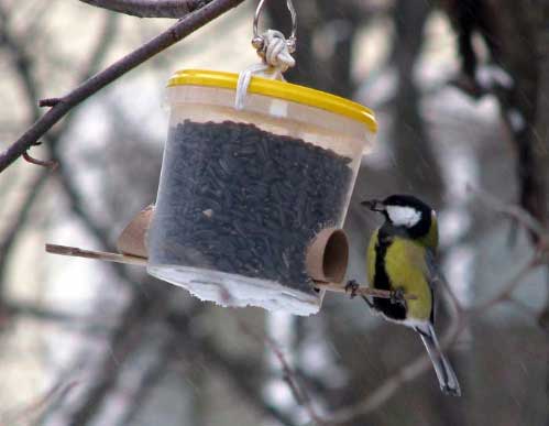 Исследовательская работа Покормите птиц зимой