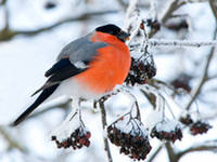 Урок по окружающему миру Как зимой помочь птицам