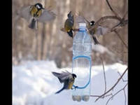 Урок по окружающему миру Как зимой помочь птицам