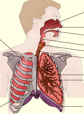 Маршрутный лист для самостоятельного изучения темы Строение органов дыхания