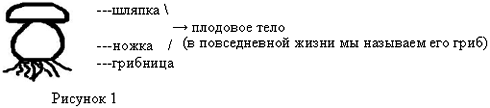 Открытый урок в 6 классе по теме Грибы