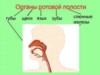 Гигиена полости рта