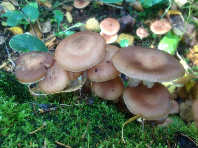 Проект Съедобные грибы и их ложные двойники