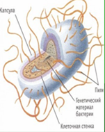 Технологическая карта урока по биологии в 5 классе.Тема: Бактерии и их процессы жизнедеятельности.