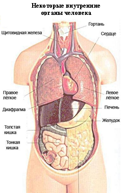 МЫ И НАШЕ ЗДОРОВЬЕ Урок 25. ОРГАНИЗМ ЧЕЛОВЕКА