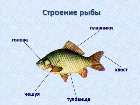 Конспект урока окружающего мира Рыбы и их многообразие (1 класс)