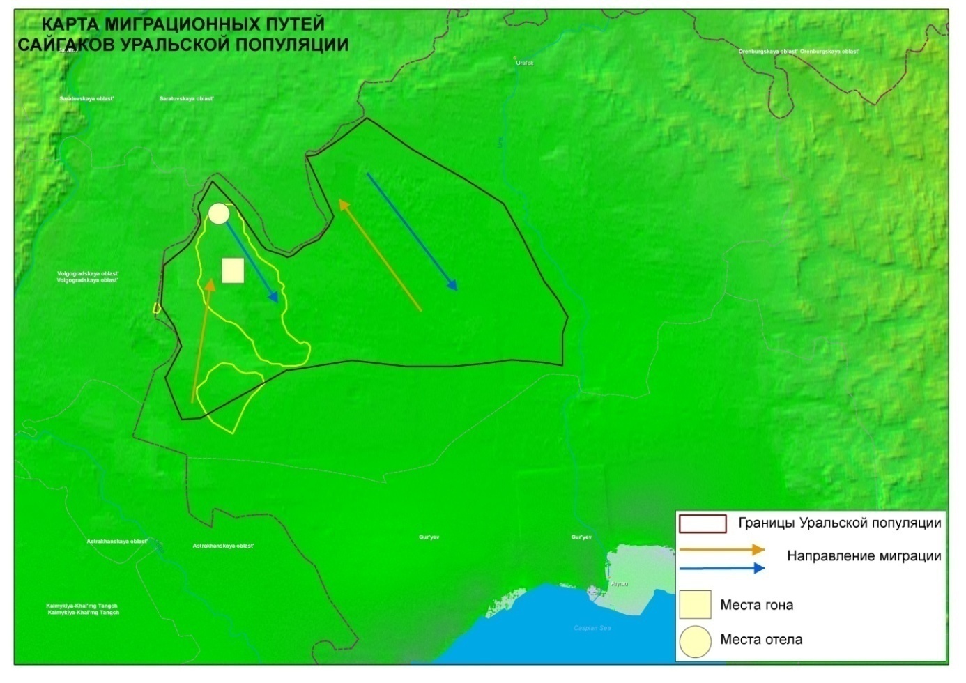 Орал ақбөкендерінің популяциясы және оларды қорғау