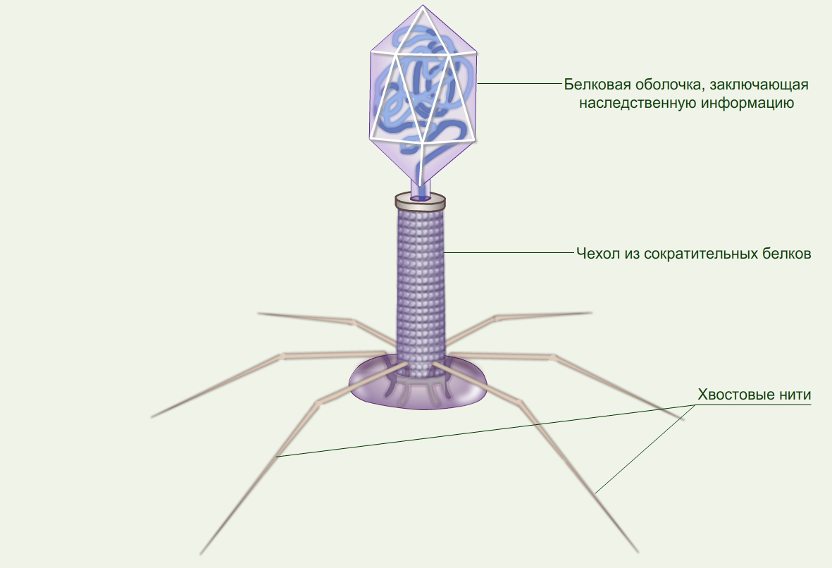 Вирусы биология задания. Строение вируса бактериофага. Схема строения бактериофага рисунок. Вирусы и фаги строение. Схема строения вируса и бактериофага.