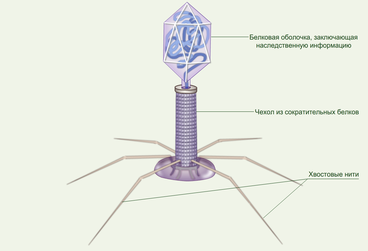 Вирус 5 класс биология рисунок