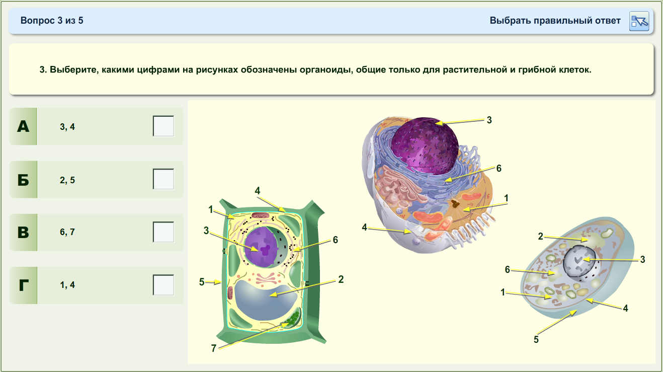 Тест строение клетки 5 класс. Строение растительных животных вирусных клеток. Строение грибной и растительной клетки. Растительная клетка животная клетка грибная клетка. Строение клеток грибов растений и животных.