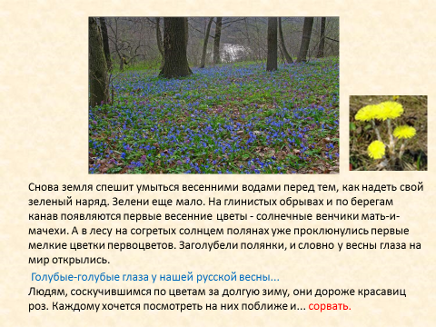 Сценарий классного часа На тему: Берегите первоцветы- украшение весны!