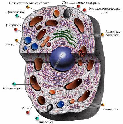 Конспект урока по биологии на тему Органоиды клетки клеточная мембрана, эндоплазматическая сеть, рибосомы, митохондрии, лизосомы, клеточный центр (8 класс).