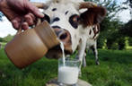 Открытый урок Коровье молоко