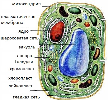 Разработка урока по биологии на тему Строение растительной клетки (6 класс)