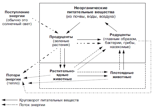 Реферат на тему «ЭКОСИСТЕМА и БИОГЕОЦЕНОЗ»