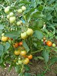 Проект «Томаты. Консервирование томатов и основы безопасности их потребления».