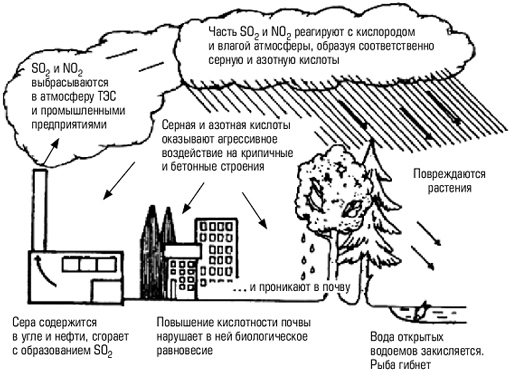 Задания олимпиады по экологии Биосфера - наш дом