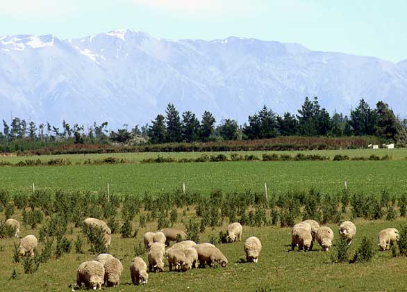 Урок по английскому языку на тему: New Zealand (11 класс)