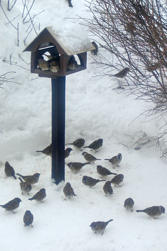 Конспект социально-значимого мероприятия Покормите птиц зимой