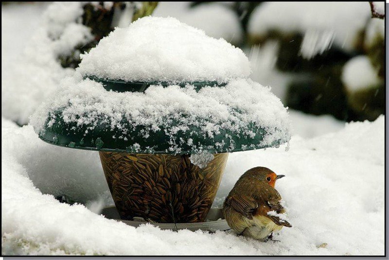 Конспект социально-значимого мероприятия Покормите птиц зимой