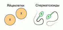 Открытый урок Строение половых органов и их гигиена