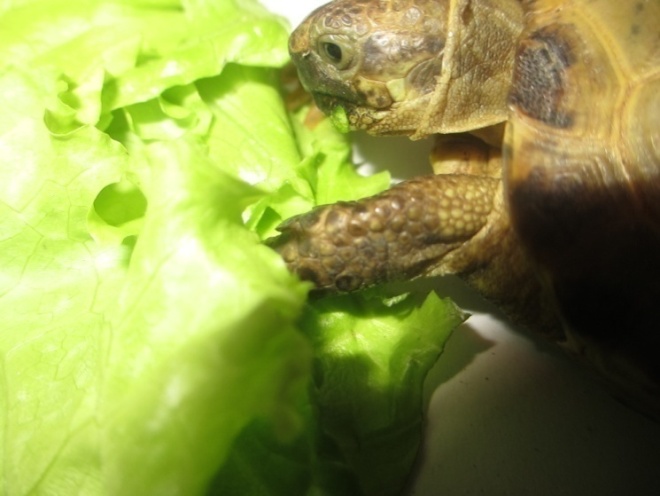 Исследовательская работа Содержание черепахи в домашних условиях