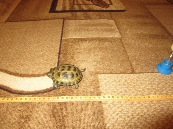 Исследовательская работа Содержание черепахи в домашних условиях