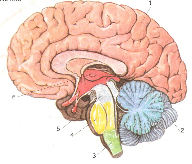 Головной мозг 7 класс. Структуры головного мозга биология 8 класс. Рис 80 структуры головного мозга. Строение головного мозга 8 класс биология Пасечник. Головной мозг человека 8 класс биология.