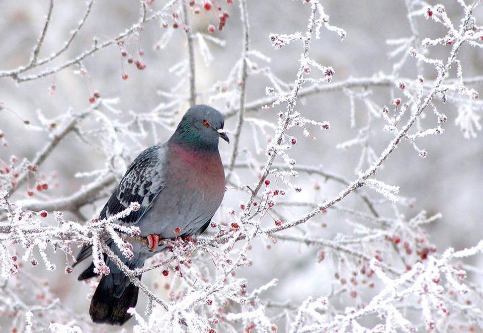 Методическая разработка Зимующие птицы