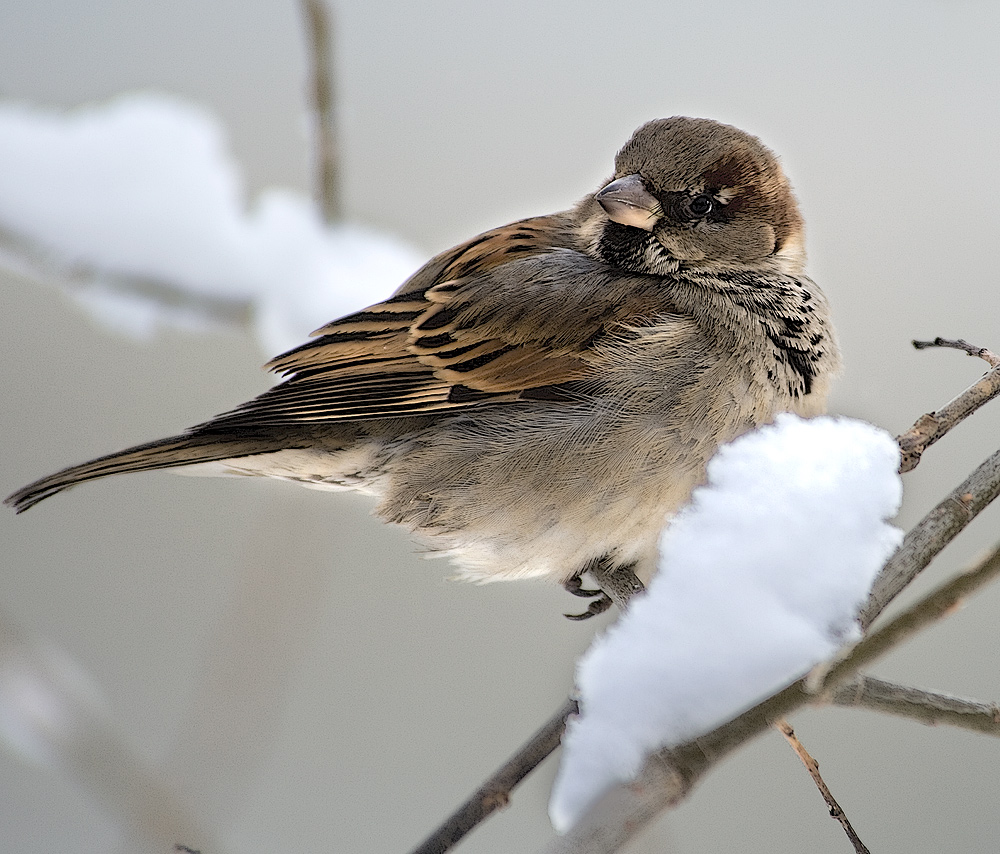 Методическая разработка Зимующие птицы