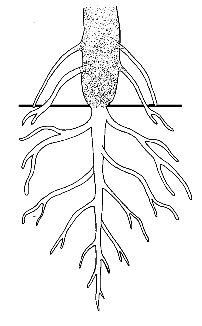 Рисунок корня растения. Корневая система главный корень. Корневая система с придаточными корнями. Боковой корень растения. Корешок растения.