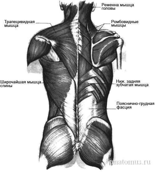 Конспект урока по теме Мышцы спины