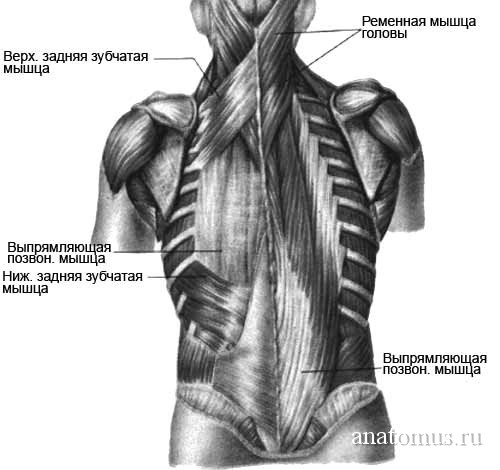 Конспект урока по теме Мышцы спины