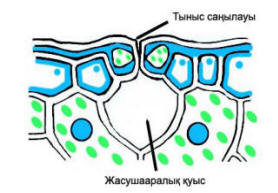 Поурочный план по биологии (6 класс)